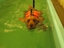  2015-03-26 Hundesvømning